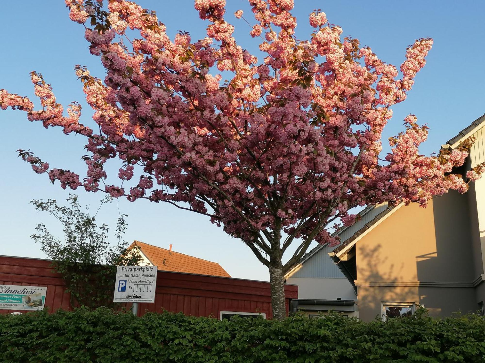 Pension Haus Anneliese Uckeritz Esterno foto